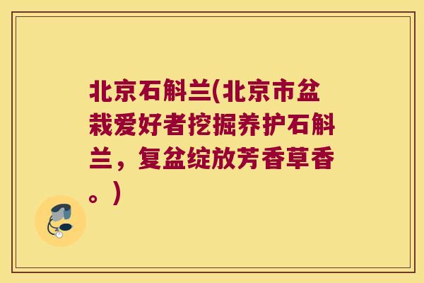 北京石斛兰(北京市盆栽爱好者挖掘养护石斛兰,复盆绽放芳香草香。) 北京石斛兰(北京市盆栽爱好者挖掘养护石斛兰,复盆绽放芳香草香。)