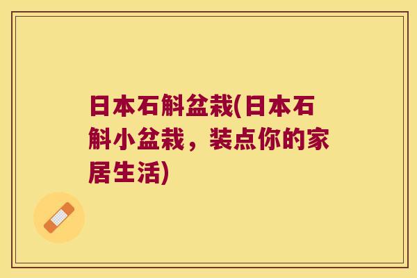 日本石斛盆栽(日本石斛小盆栽，装点你的家居生活)