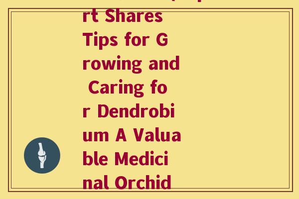 大神养石斛(Expert Shares Tips for Growing and Caring for Dendrobium A Valuable Medicinal Orchid)
