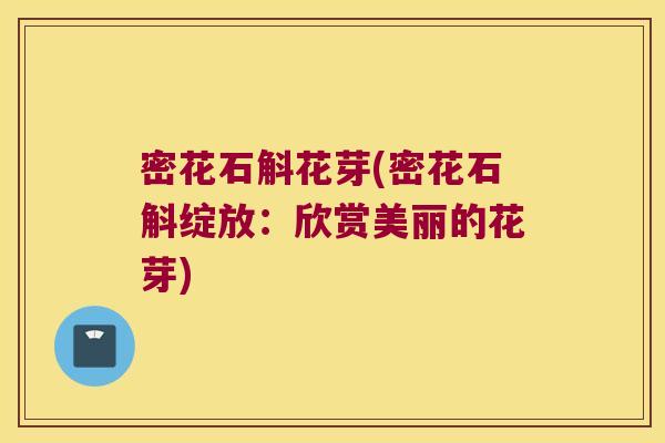 密花石斛花芽(密花石斛绽放：欣赏美丽的花芽)