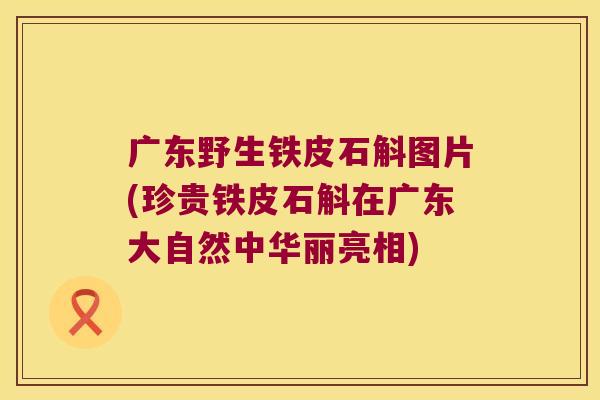 广东野生铁皮石斛图片(珍贵铁皮石斛在广东大自然中华丽亮相)