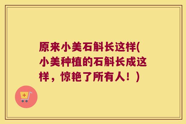 原来小美石斛长这样(小美种植的石斛长成这样，惊艳了所有人！)