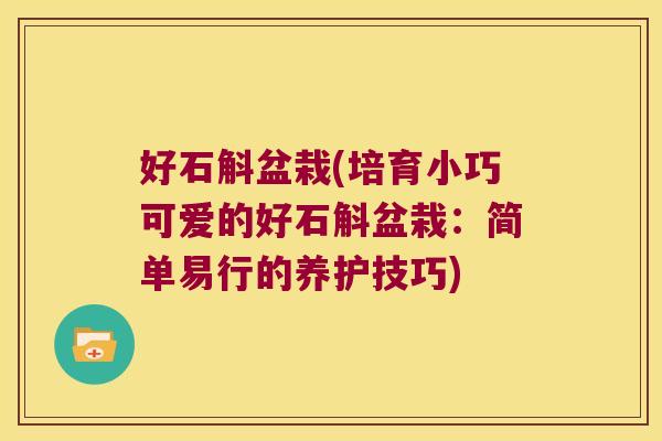 好石斛盆栽(培育小巧可爱的好石斛盆栽：简单易行的养护技巧)