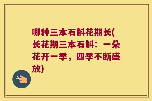 哪种三本石斛花期长(长花期三本石斛：一朵花开一季，四季不断盛放)