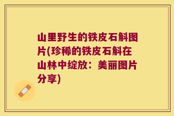 山里野生的铁皮石斛图片(珍稀的铁皮石斛在山林中绽放：美丽图片分享)