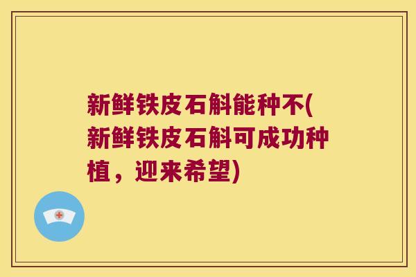 新鲜铁皮石斛能种不(新鲜铁皮石斛可成功种植，迎来希望)