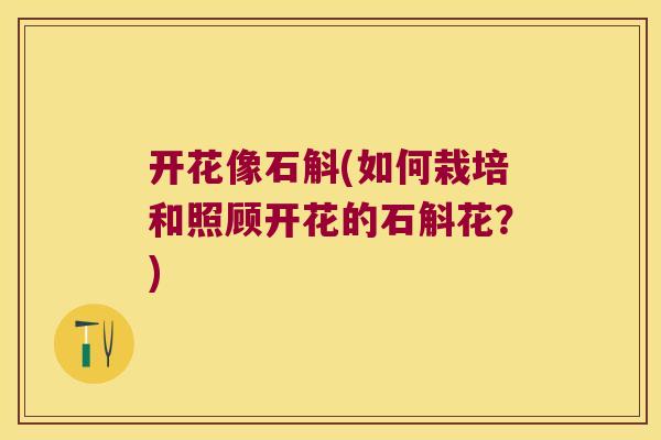 开花像石斛(如何栽培和照顾开花的石斛花？)