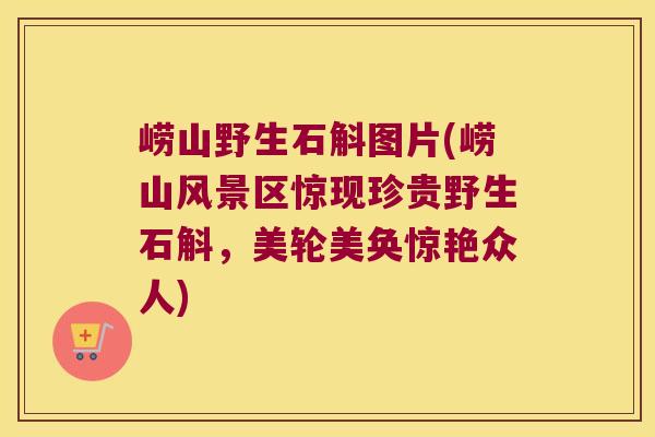 崂山野生石斛图片(崂山风景区惊现珍贵野生石斛，美轮美奂惊艳众人)