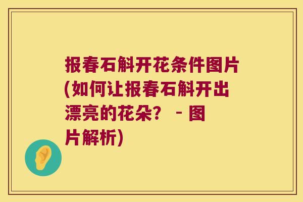 报春石斛开花条件图片(如何让报春石斛开出漂亮的花朵？ - 图片解析)