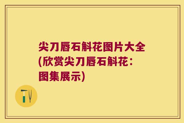 尖刀唇石斛花图片大全(欣赏尖刀唇石斛花：图集展示)