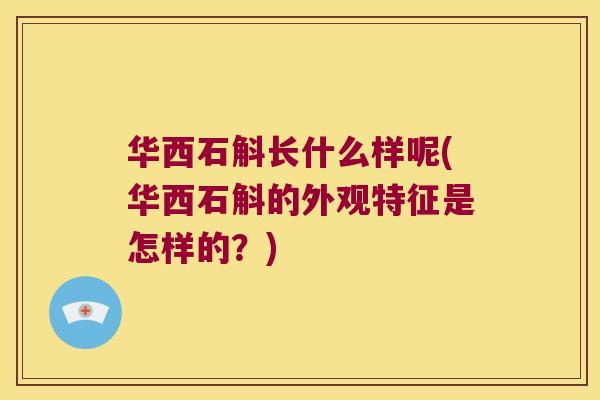 华西石斛长什么样呢(华西石斛的外观特征是怎样的？)