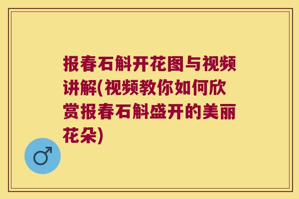 报春石斛开花图与视频讲解(视频教你如何欣赏报春石斛盛开的美丽花朵)