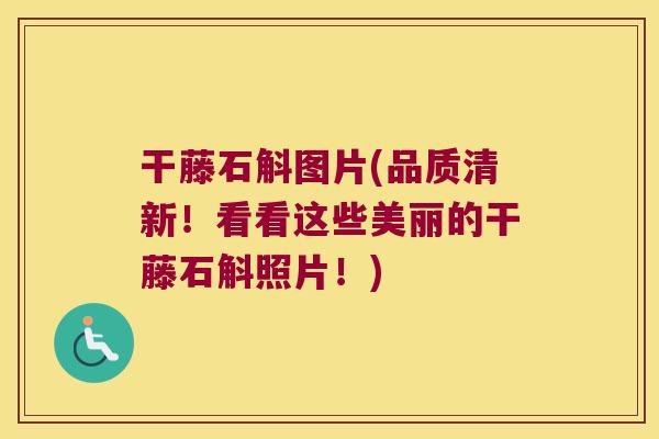 干藤石斛图片(品质清新！看看这些美丽的干藤石斛照片！)