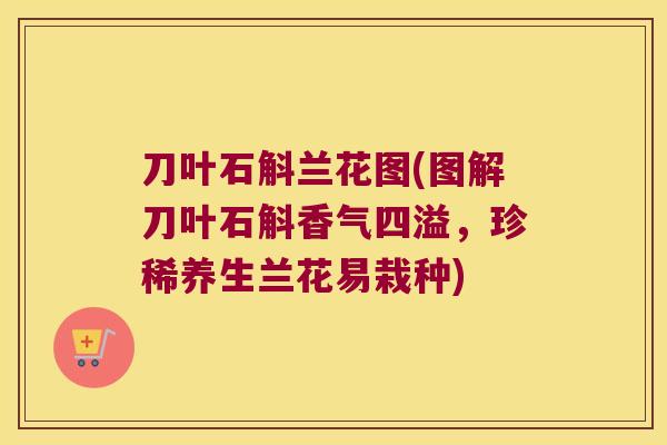 刀叶石斛兰花图(图解刀叶石斛香气四溢，珍稀养生兰花易栽种)