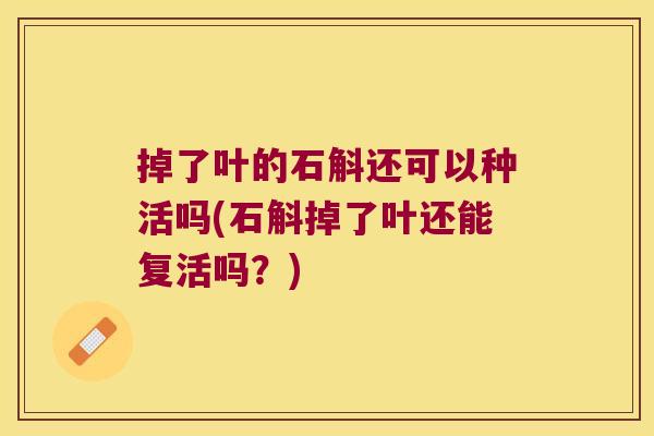 掉了叶的石斛还可以种活吗(石斛掉了叶还能复活吗？)
