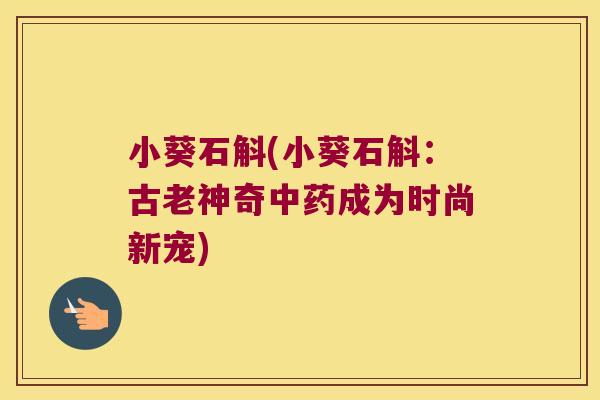 小葵石斛(小葵石斛：古老神奇成为时尚新宠)