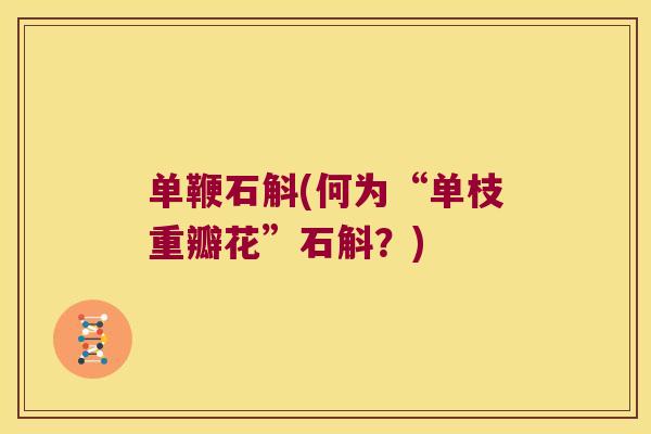单鞭石斛(何为“单枝重瓣花”石斛？)