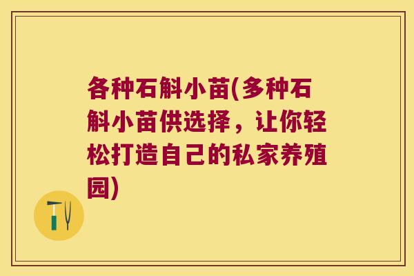 各种石斛小苗(多种石斛小苗供选择，让你轻松打造自己的私家养殖园)