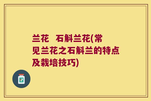 兰花  石斛兰花(常见兰花之石斛兰的特点及栽培技巧)