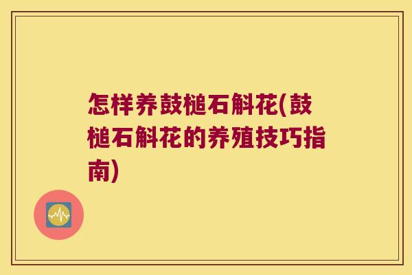 怎样养鼓槌石斛花(鼓槌石斛花的养殖技巧指南)