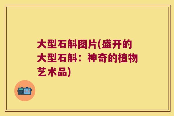 大型石斛图片(盛开的大型石斛：神奇的植物艺术品)