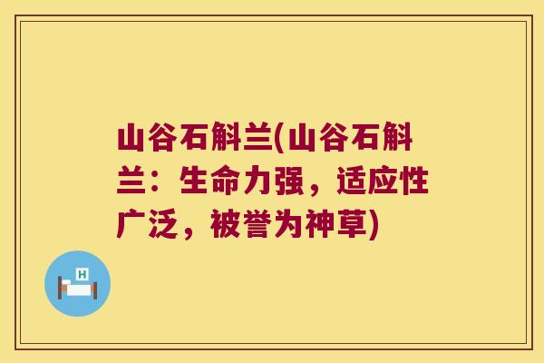 山谷石斛兰(山谷石斛兰：生命力强，适应性广泛，被誉为神草)