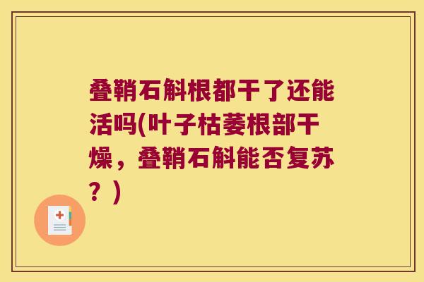 叠鞘石斛根都干了还能活吗(叶子枯萎根部干燥，叠鞘石斛能否复苏？)