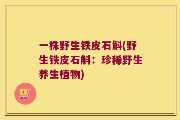 一株野生铁皮石斛(野生铁皮石斛：珍稀野生养生植物)