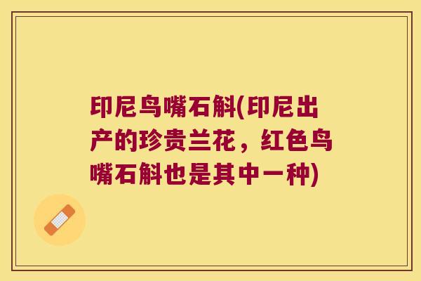 印尼鸟嘴石斛(印尼出产的珍贵兰花，红色鸟嘴石斛也是其中一种)