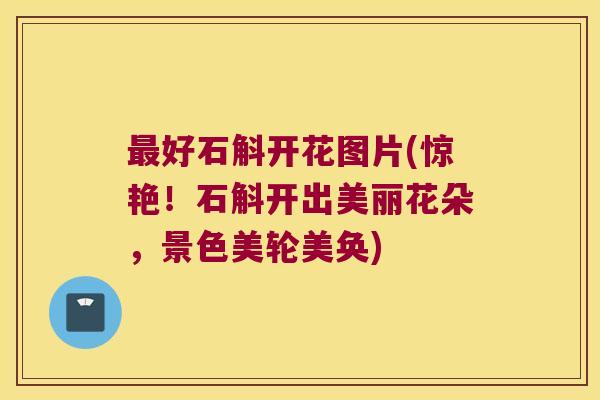 最好石斛开花图片(惊艳！石斛开出美丽花朵，景色美轮美奂)