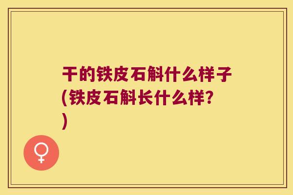 干的铁皮石斛什么样子(铁皮石斛长什么样？)