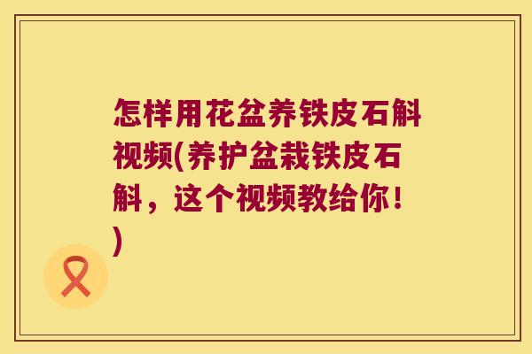 怎样用花盆养铁皮石斛视频(养护盆栽铁皮石斛，这个视频教给你！)