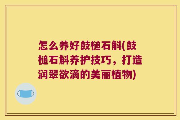 怎么养好鼓槌石斛(鼓槌石斛养护技巧，打造润翠欲滴的美丽植物)