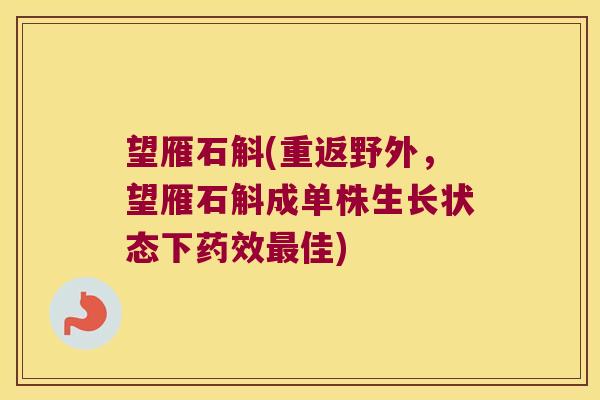 望雁石斛(重返野外，望雁石斛成单株生长状态下药效最佳)