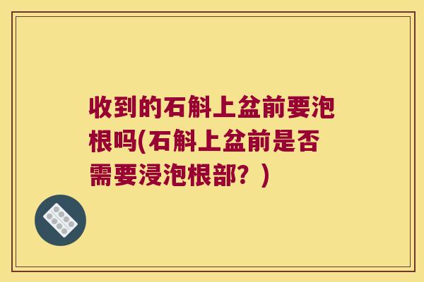 收到的石斛上盆前要泡根吗(石斛上盆前是否需要浸泡根部？)