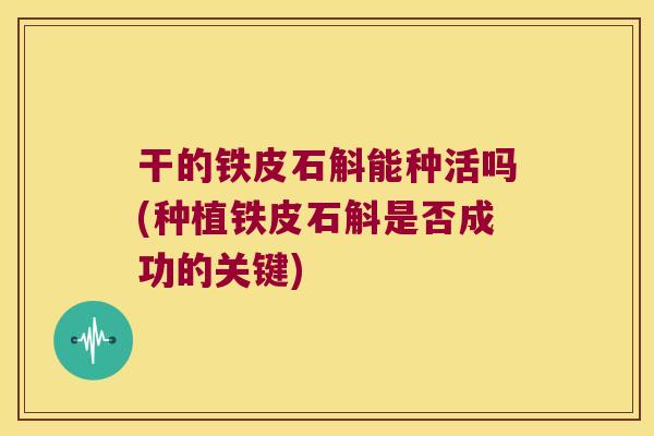 干的铁皮石斛能种活吗(种植铁皮石斛是否成功的关键)