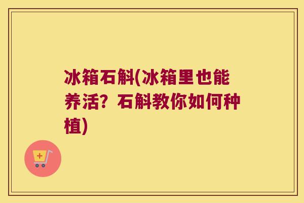 冰箱石斛(冰箱里也能养活？石斛教你如何种植)