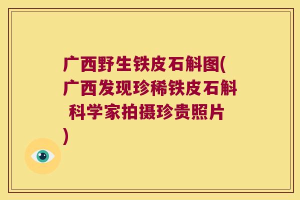 广西野生铁皮石斛图(广西发现珍稀铁皮石斛 科学家拍摄珍贵照片) 广西野生铁皮石斛图(广西发现珍稀铁皮石斛 科学家拍摄珍贵照片)