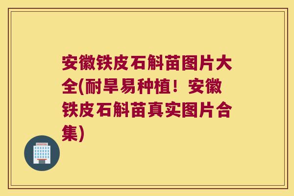 安徽铁皮石斛苗图片大全(耐旱易种植!安徽铁皮石斛苗真实图片合集) 安徽铁皮石斛苗图片大全(耐旱易种植!安徽铁皮石斛苗真实图片合集)