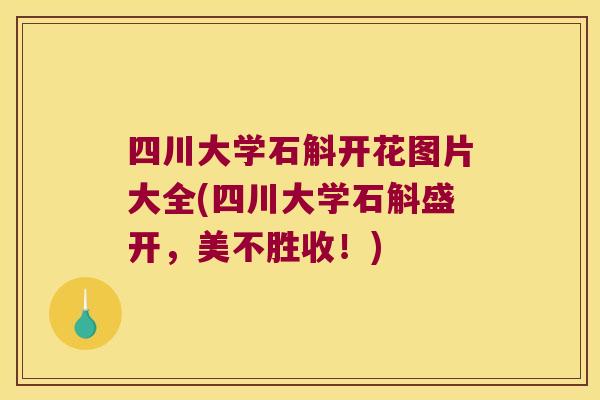 四川大学石斛开花图片大全(四川大学石斛盛开，美不胜收！)