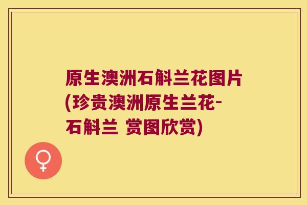 原生澳洲石斛兰花图片(珍贵澳洲原生兰花-石斛兰 赏图欣赏)