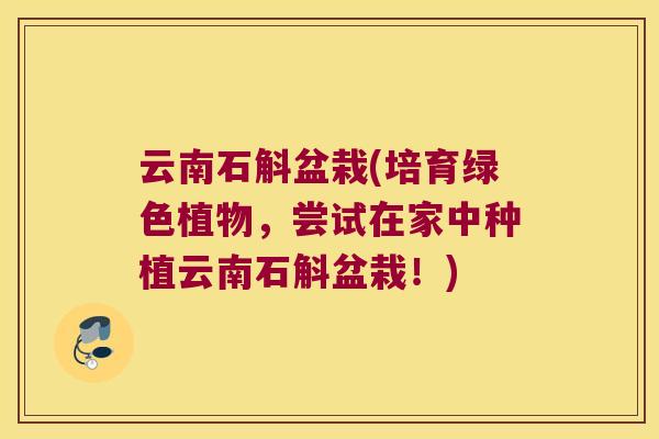 云南石斛盆栽(培育绿色植物，尝试在家中种植云南石斛盆栽！)