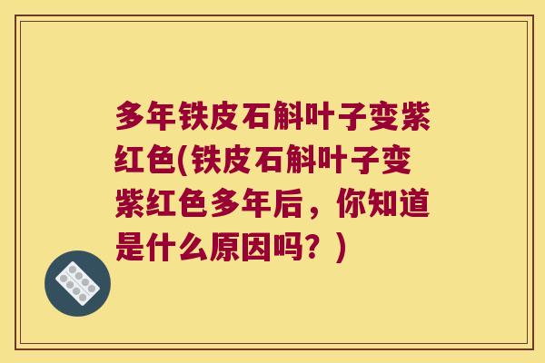 多年铁皮石斛叶子变紫红色(铁皮石斛叶子变紫红色多年后，你知道是什么原因吗？)