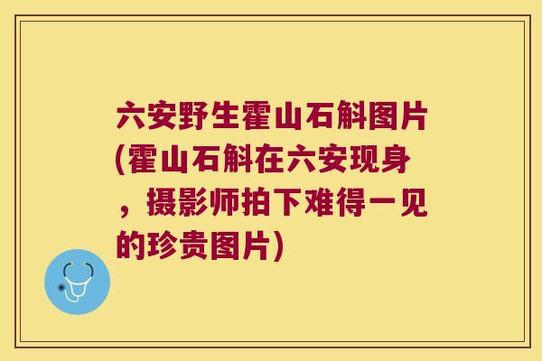 六安野生霍山石斛图片(霍山石斛在六安现身，摄影师拍下难得一见的珍贵图片)
