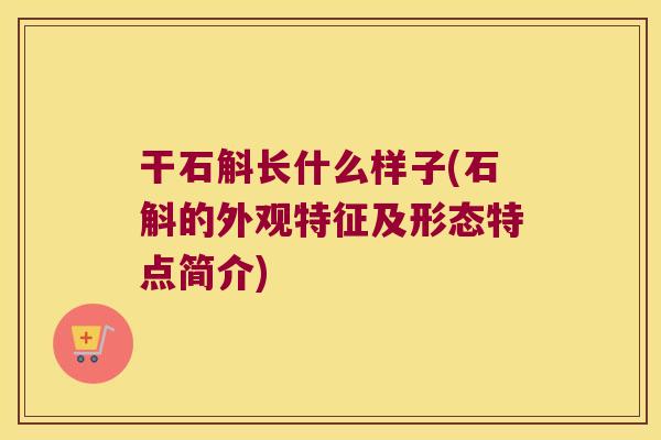 干石斛长什么样子(石斛的外观特征及形态特点简介)