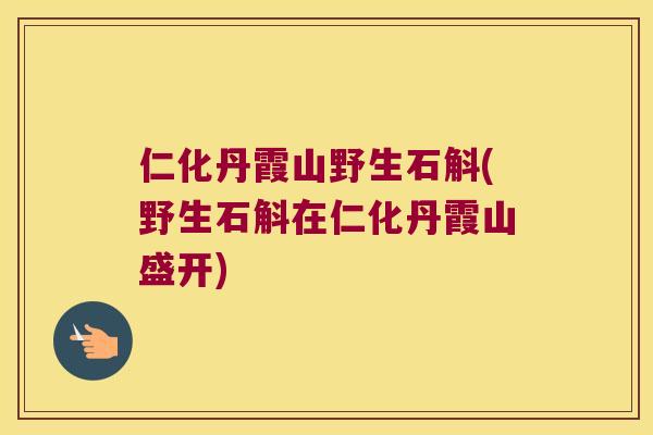 仁化丹霞山野生石斛(野生石斛在仁化丹霞山盛开)