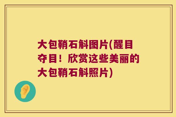 大包鞘石斛图片(醒目夺目！欣赏这些美丽的大包鞘石斛照片)
