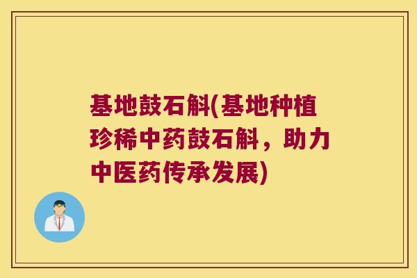 基地鼓石斛(基地种植珍稀中药鼓石斛，助力中医药传承发展)