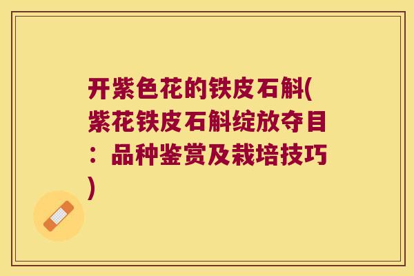 开紫色花的铁皮石斛(紫花铁皮石斛绽放夺目：品种鉴赏及栽培技巧)