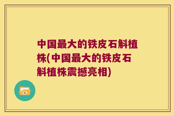 中国最大的铁皮石斛植株(中国最大的铁皮石斛植株震撼亮相)